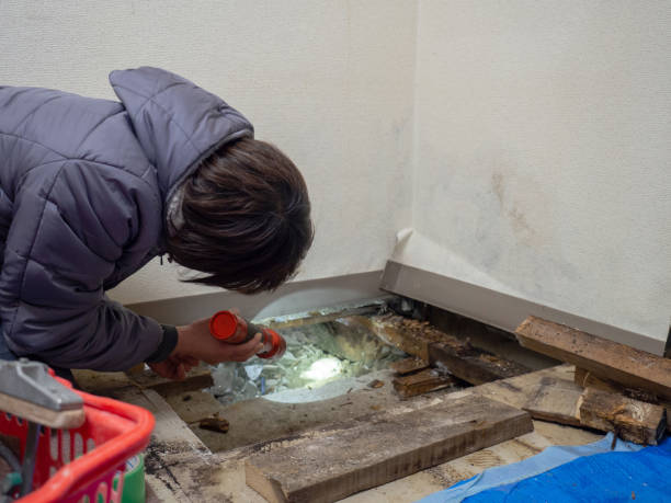 Best Dehumidification Services  in Irvington, KY