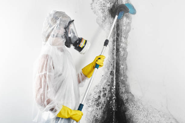 Best Mold Odor Removal Services  in Irvington, KY
