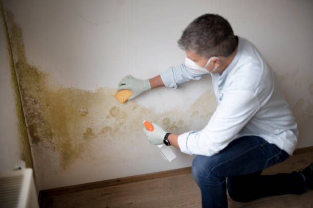 Best Asbestos and Lead Testing During Mold Inspection  in Irvington, KY