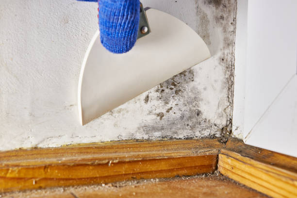 Mold Remediation for Vacation Homes in Irvington, KY